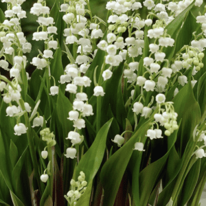 Clusters of delicate white lily of the valley flowers with green leaves.